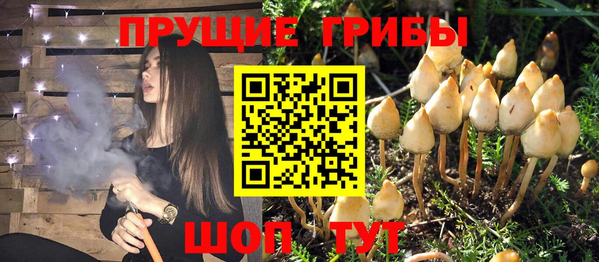 Псилоцибиновые грибы GOLDEN TEACHER  Псилоцибиновые грибы GOLDEN TEACHER  Вход с VPN  Серов 